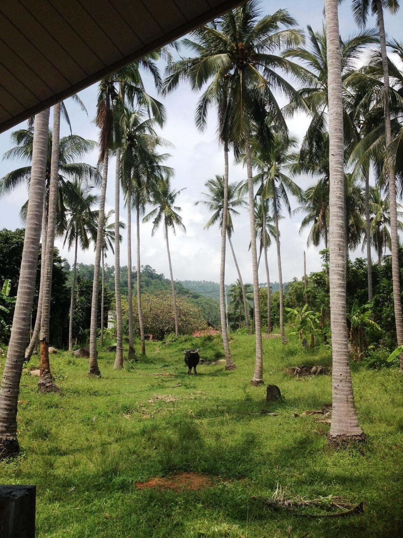 'צ'אוונג ביץ Baan Sawan Samui Resort מראה חיצוני תמונה